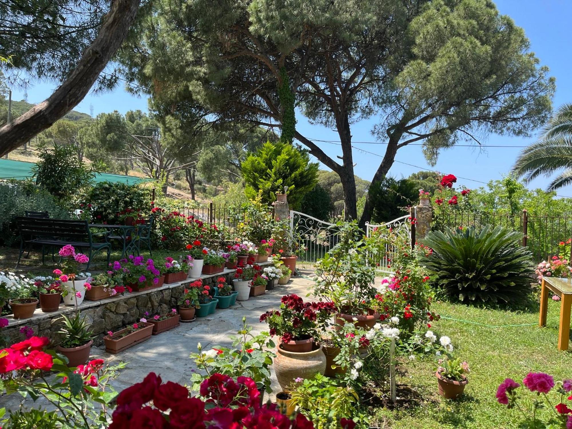 Gunebakan Taliani Hotel Ayvalı Buitenkant foto